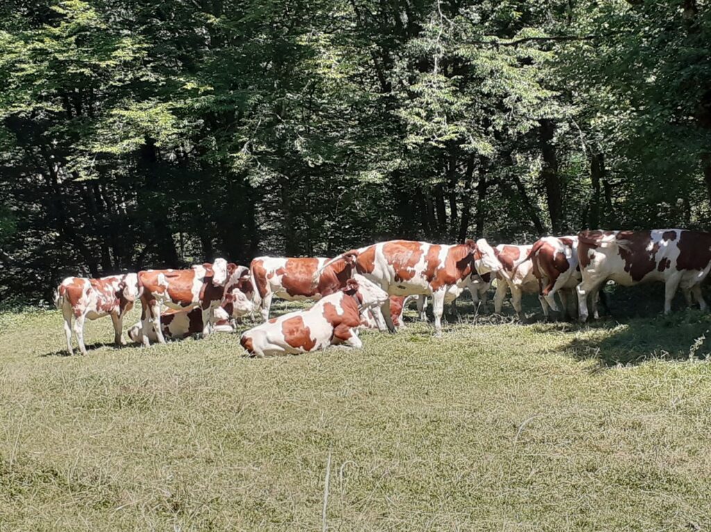 2022-07-15 - Randonnée Montandon - Quand les montbéliardes cherchent l'ombre