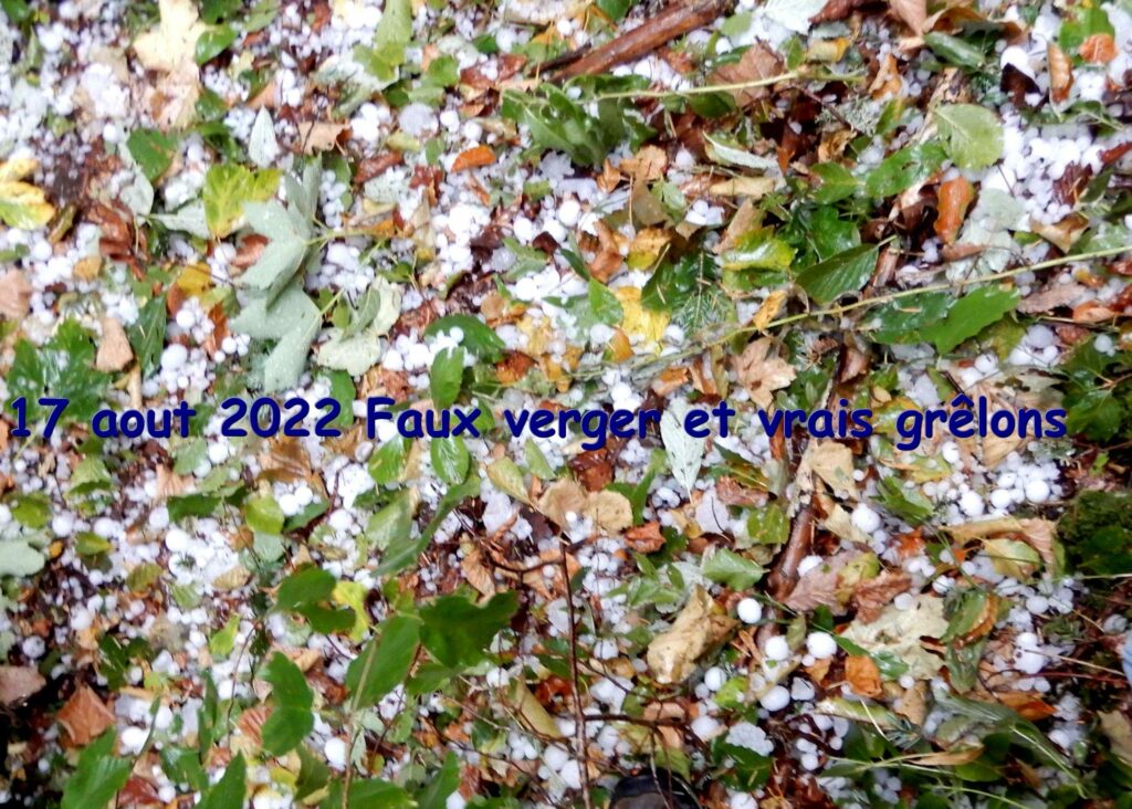 DSCN4351
